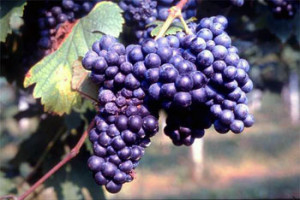 Lambrusco vino rosso emiliano